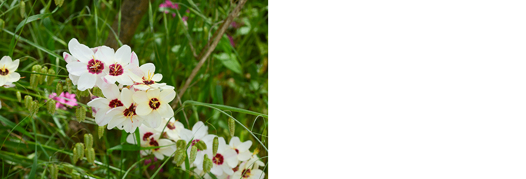 どうしても好きなあの人に！「片思いの気持ちを伝える花言葉」を持つ花を贈ろう！ - 花だより