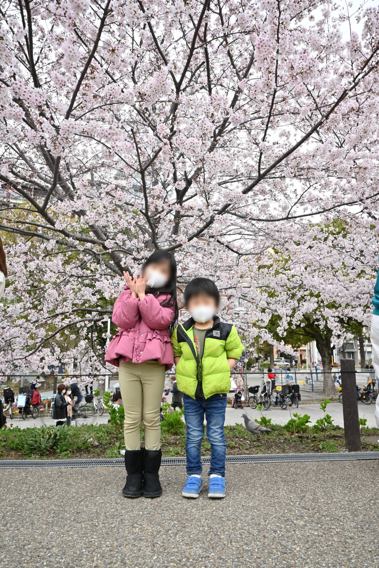 桜の写真が綺麗に撮れないとき！試してほしい子どもと桜の撮り方 大阪・京都・神戸の子供写真館撮影スタジオ ハニーアンドクランチ