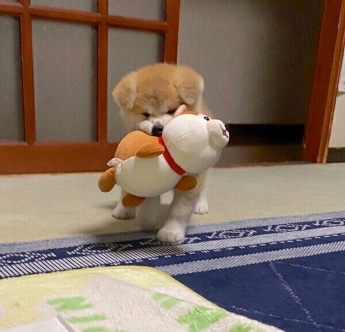 犬友達を作って、散歩仲間を増やしていこう! - PET TIMES