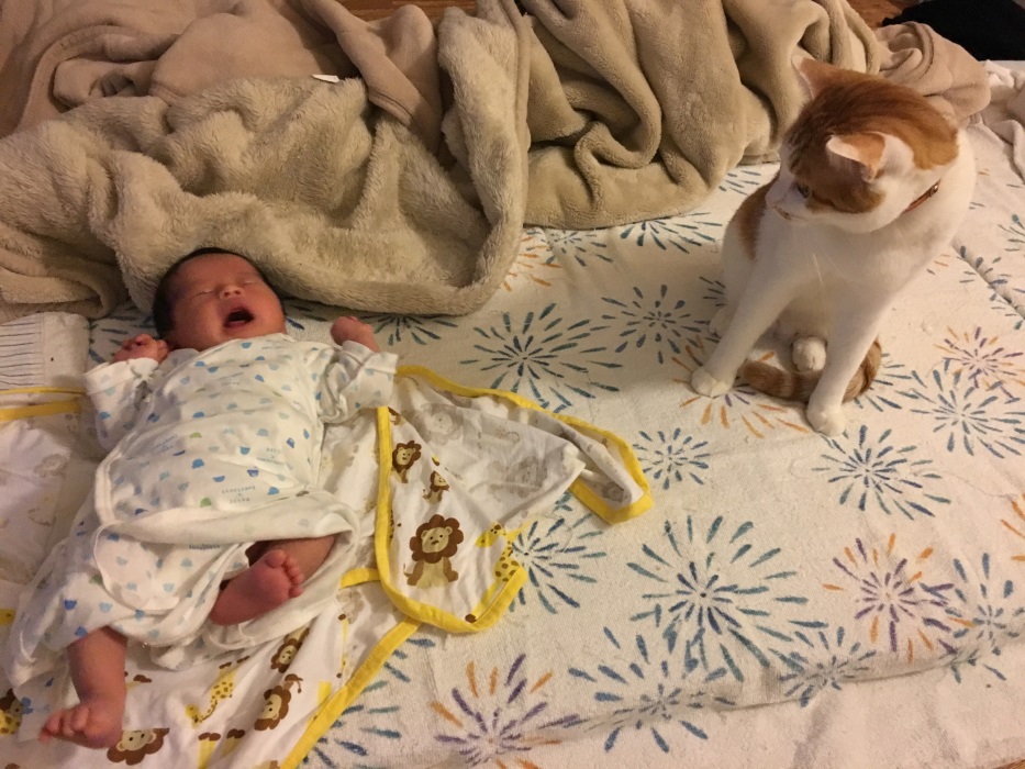 赤ちゃんと猫ちゃんの同居生活！仲良くする方法や注意したいポイントは？ – OFT STORE