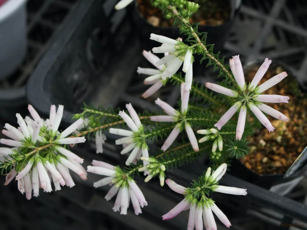 エリカの花言葉と由来種類・色別の意味、誕生花、花名の由来は？HanaSaku