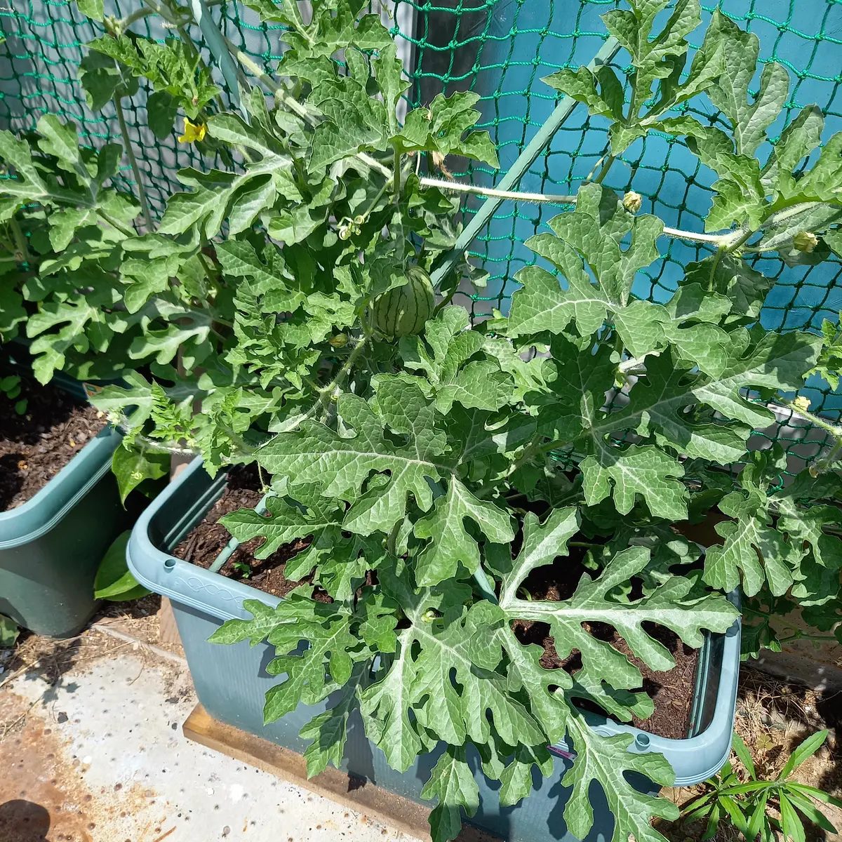 楽天市場 健康の誕生石ブレスレット☆4月 水晶×グリーンアベンチュリン 健康運 健康祈願 幸運 開祈願運 疲れ イライラ 誕生日プレゼント メンズギフト 誕生日 占い・開運祈願・風水・パワーストーン・石・天然石・パワーストーン・クリスタル 水晶ゆめ工房