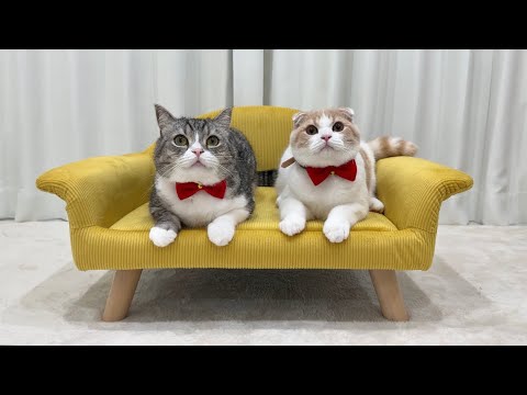 もちまる もちまる日記 敷きパッド 肌掛け布団 ファッションセンターしまむら on X: