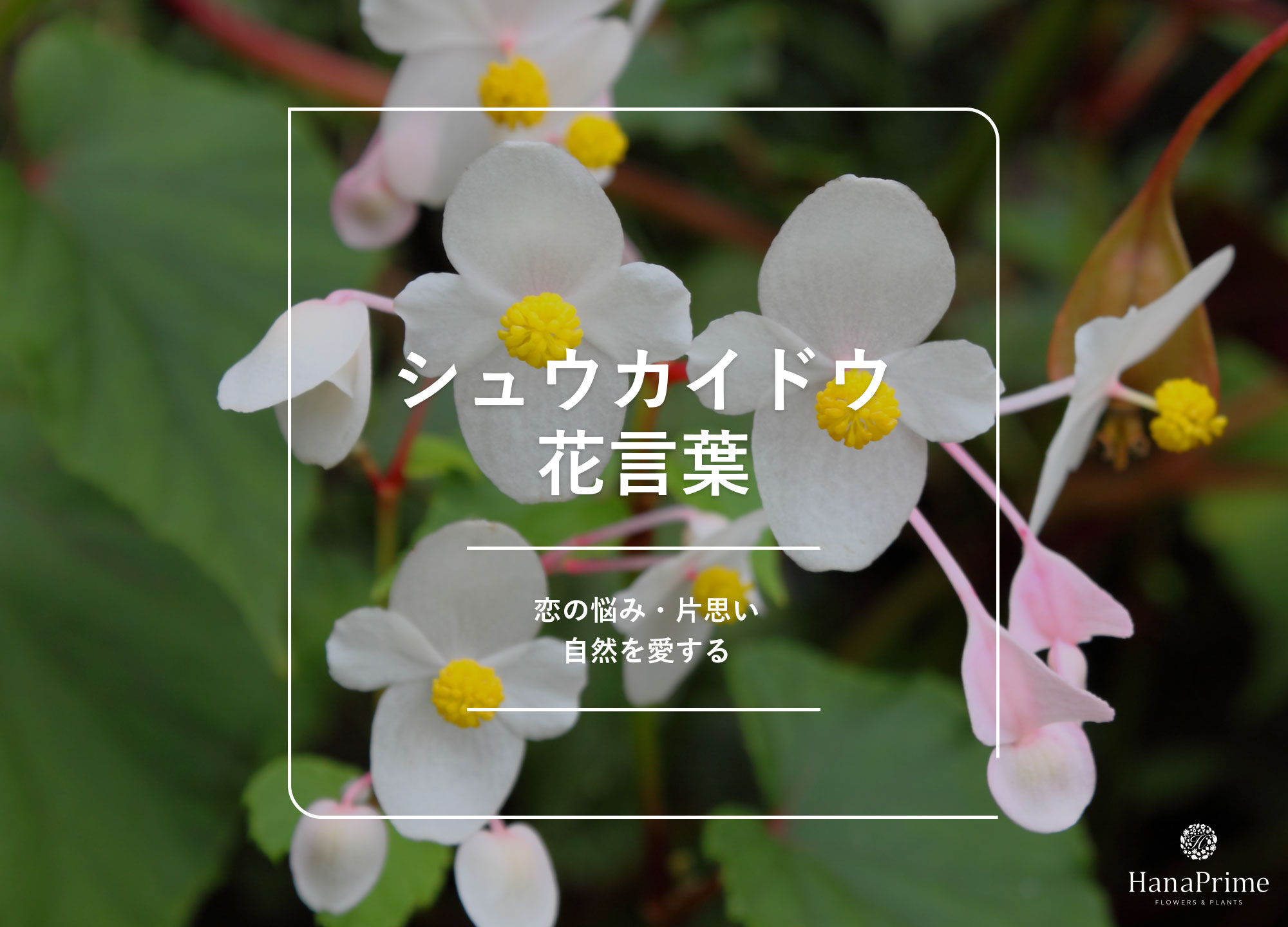 片思い」ｼｭｳｶｲﾄﾞｳの花言葉！園芸日記byhanuraみんなの趣味の園芸113572