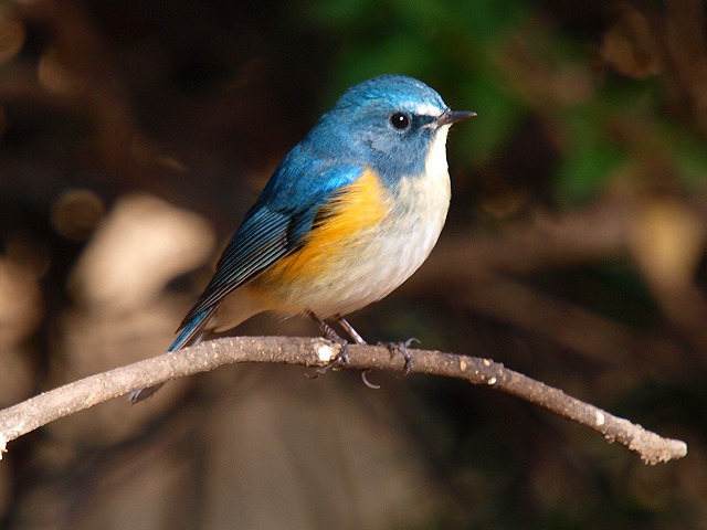 Audible版『 102巻Hans in Luck しあわせなハンス・英語版』YellowBirdProjectAudible.co.jp