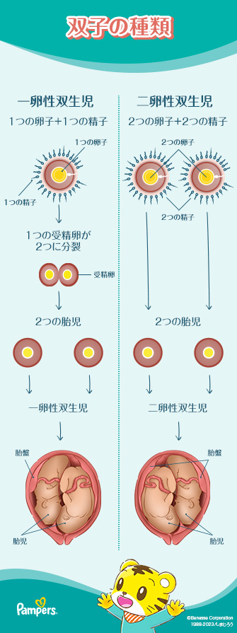 双子の顔のちがい西野みーエンタメ研究所