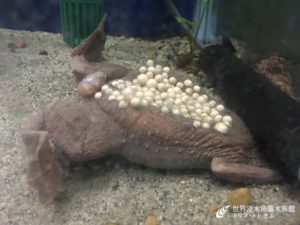 カエルは世界最強の生き物？美しい毒ガエルたちの秘密水族館の生き物たち池袋・サンシャイン水族館