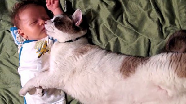 人間の赤ちゃんと猫が一緒に生活する際に気をつけたいこと猫画像どっと 猫ブログ