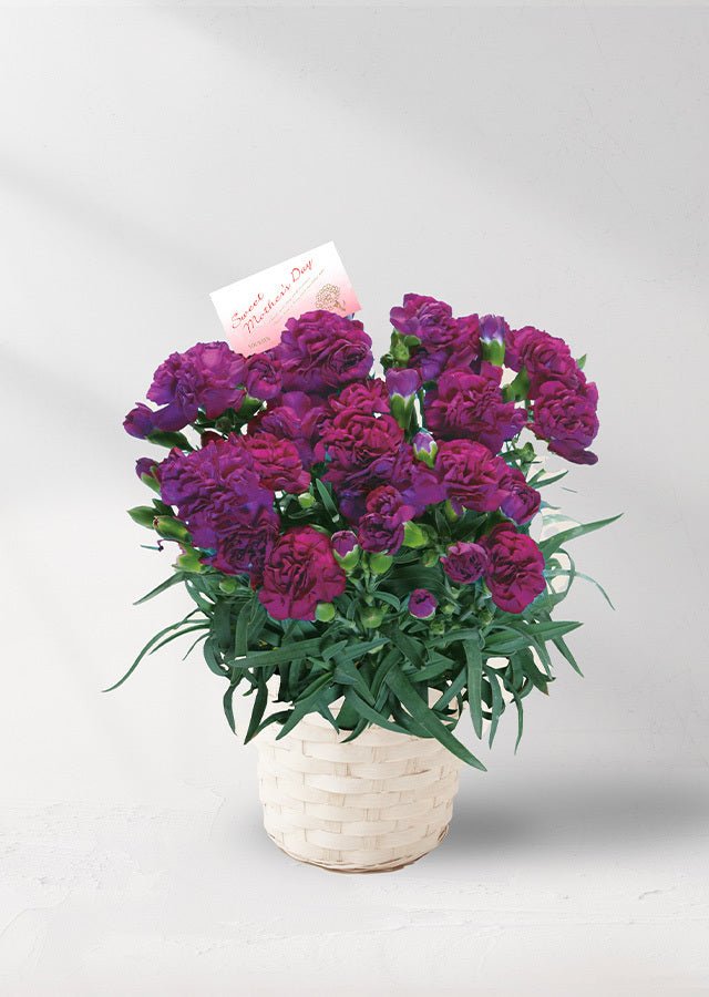 カーネーションとバラの母の日ギフトアレンジ - はなどんやマガジン