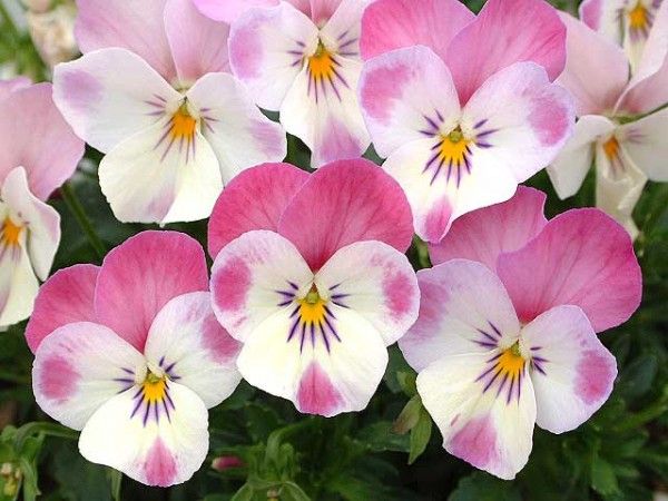 花言葉は「片思い」・シュウカイドウ : そよ風のつぶやき