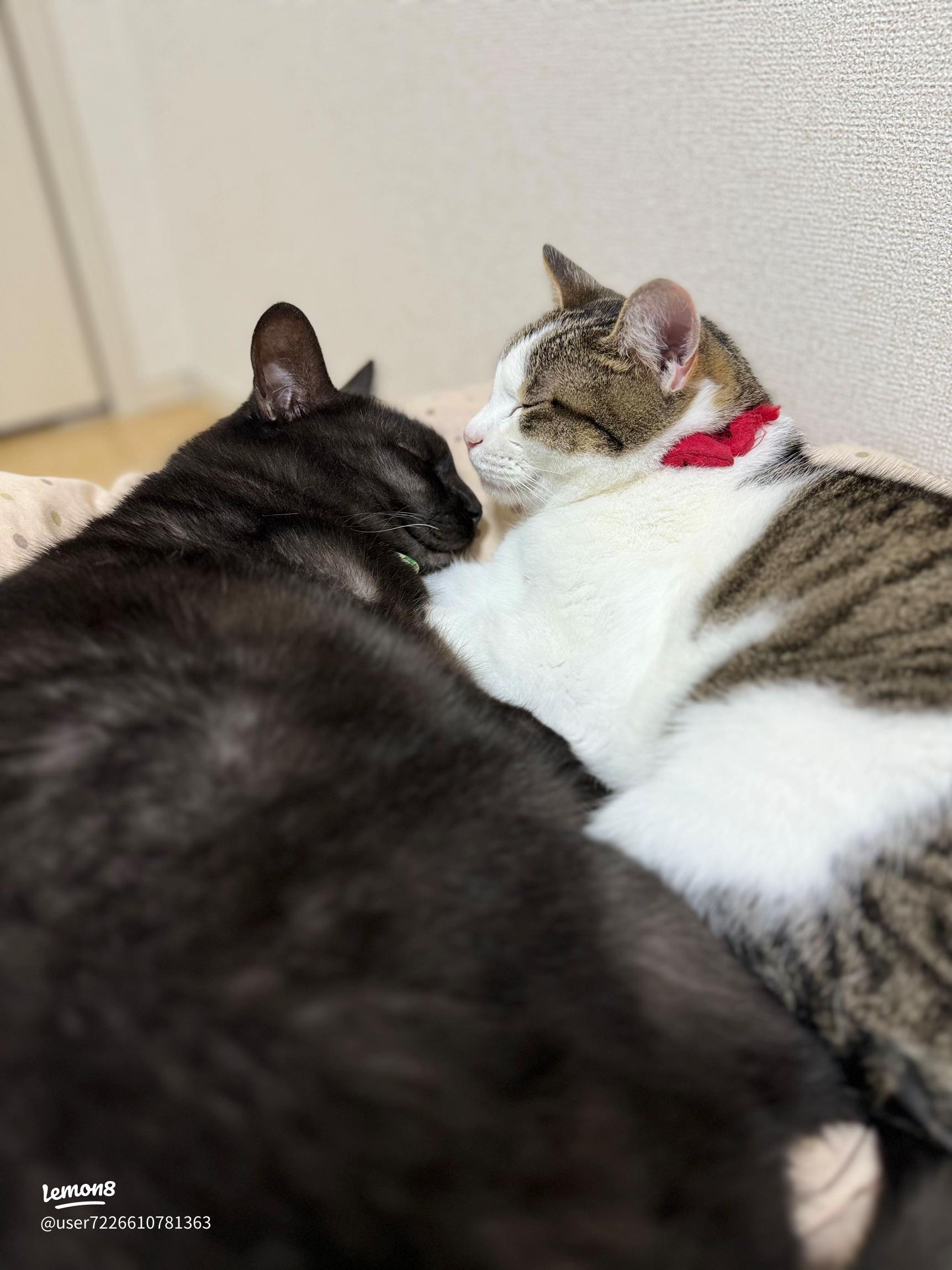 抱き枕の正しい使い方を寝姿勢別に紹介！お手入れ方法や使用するメリットも解説 - VENUSBED LIBRARY