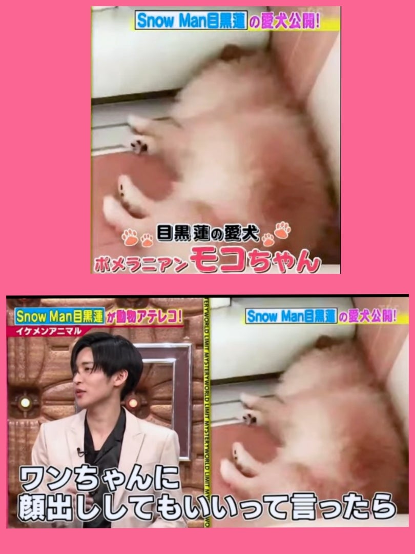 Sn○w Manは犬派？猫派？メンバーのペット事情を徹底検証アイドラッグストア