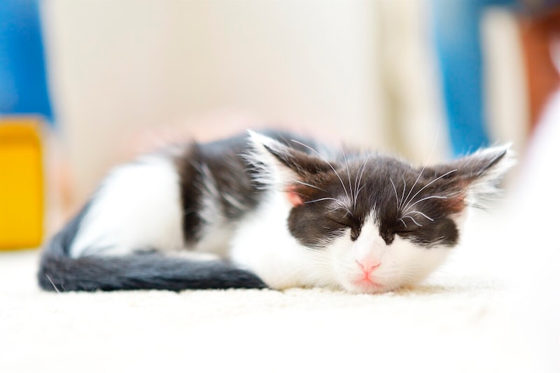 猫と新生児の共同生活は上手くいく？ 気付けば、ベビーベッドが猫の縄張りにねこねこネットワーク NNN にロックオンされています。㊱ダ・ヴィンチWeb