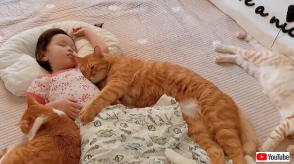 猫と子どもは仲良くなれる? 仲良くなるコツとおすすめの猫種みんなの子猫ブリーダ