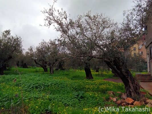 私の故郷は大分。人生を終えたら、大分の海で眠りたい - 大分で海洋散骨 一般社団法人まるっと終活大分支援協会