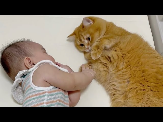 赤ちゃんに寄り添っていた実家の猫、5年がたち93万回再生された娘と猫のビフォーアフターに絆を感じるねとらぼ