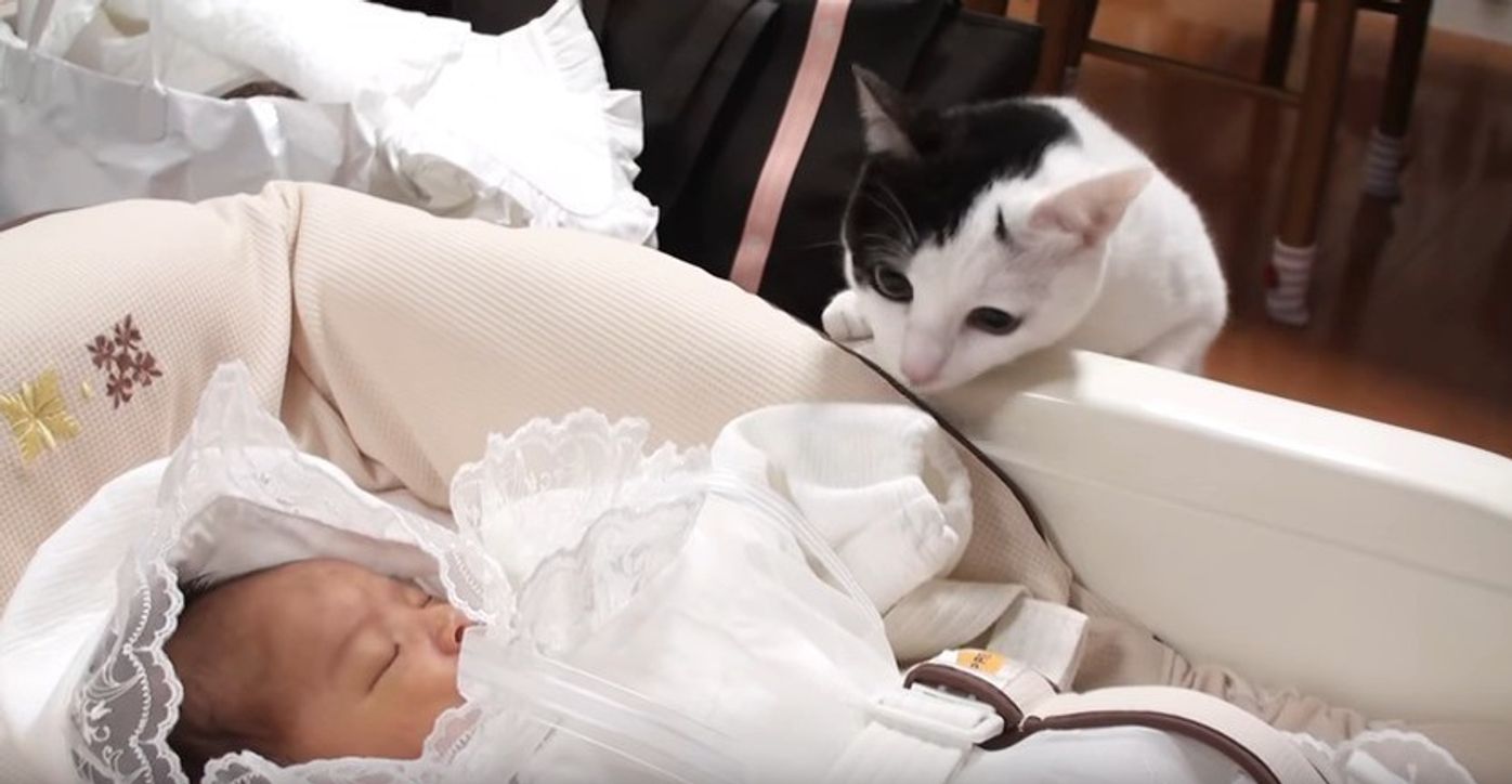 猫と赤ちゃんの感動ストーリー！病院への一大決心と奮闘