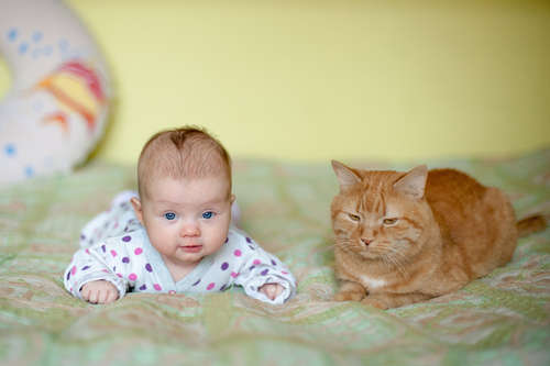 赤ちゃんと猫の同居 お互いが快適に過ごすためには？ままてぃプラス子育てするママのためのサイト