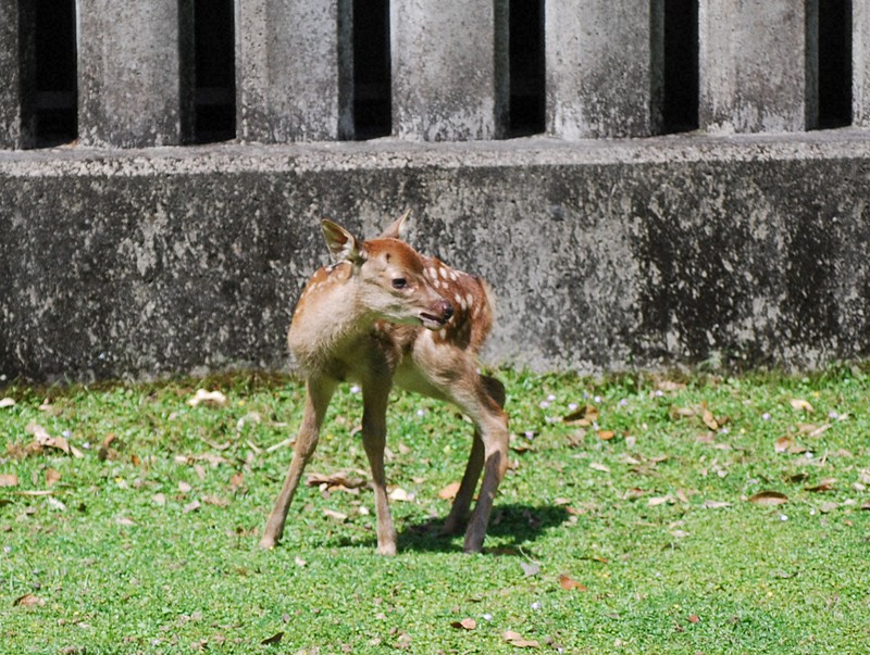 芝生を嫌がる息子😂でもパパがいれば大丈夫✨