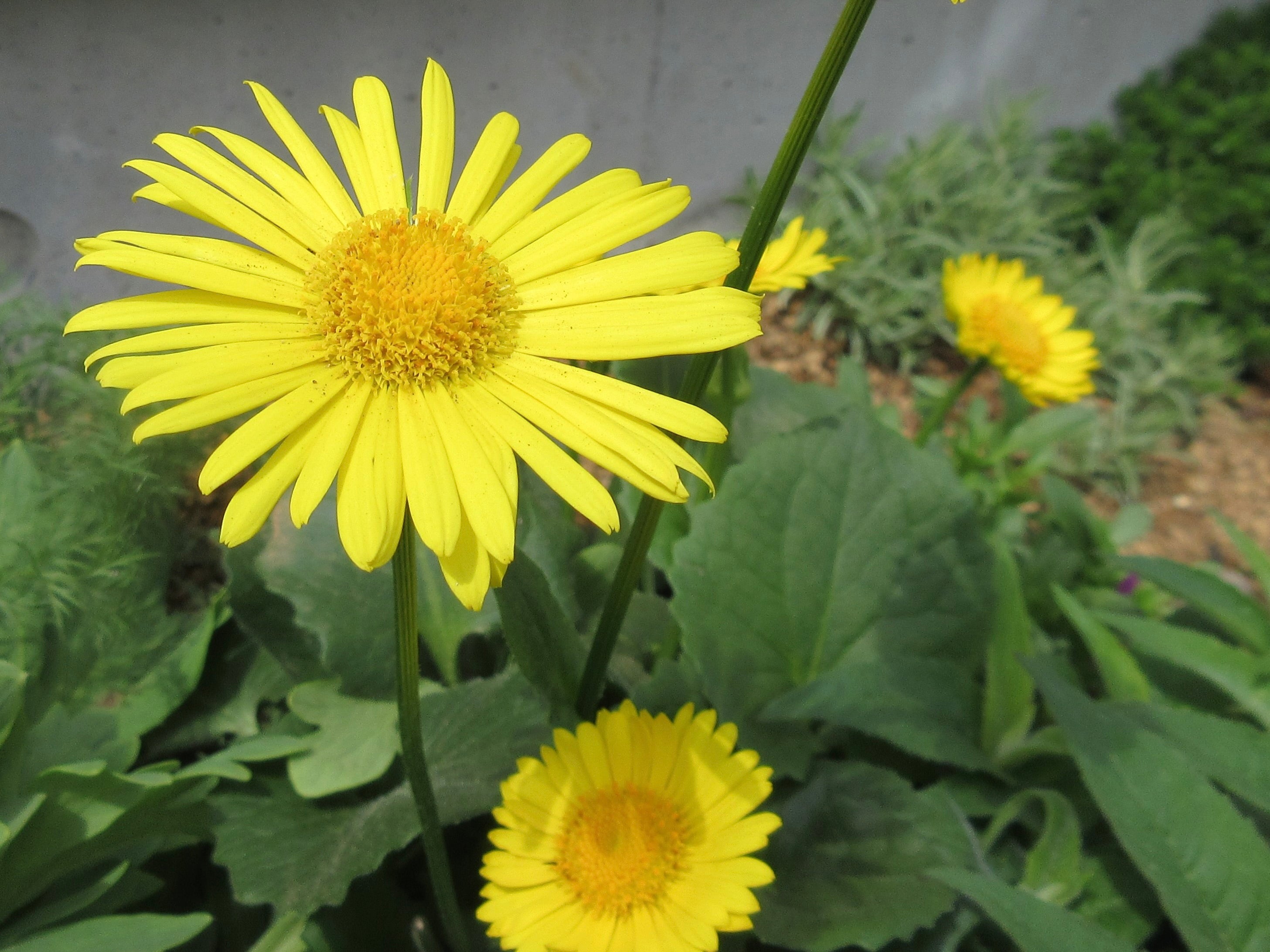 家族愛」の花言葉結婚式や母の日、父の日に贈りたい素敵なお花20選観葉植物・お花の通販 AND PLANTSアンドプランツ