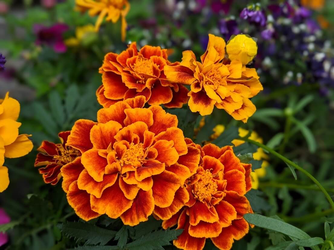 花言葉 孤独の意味を持つ花をご紹介！エリカやマリーゴールドなど８選！Clover クローバー