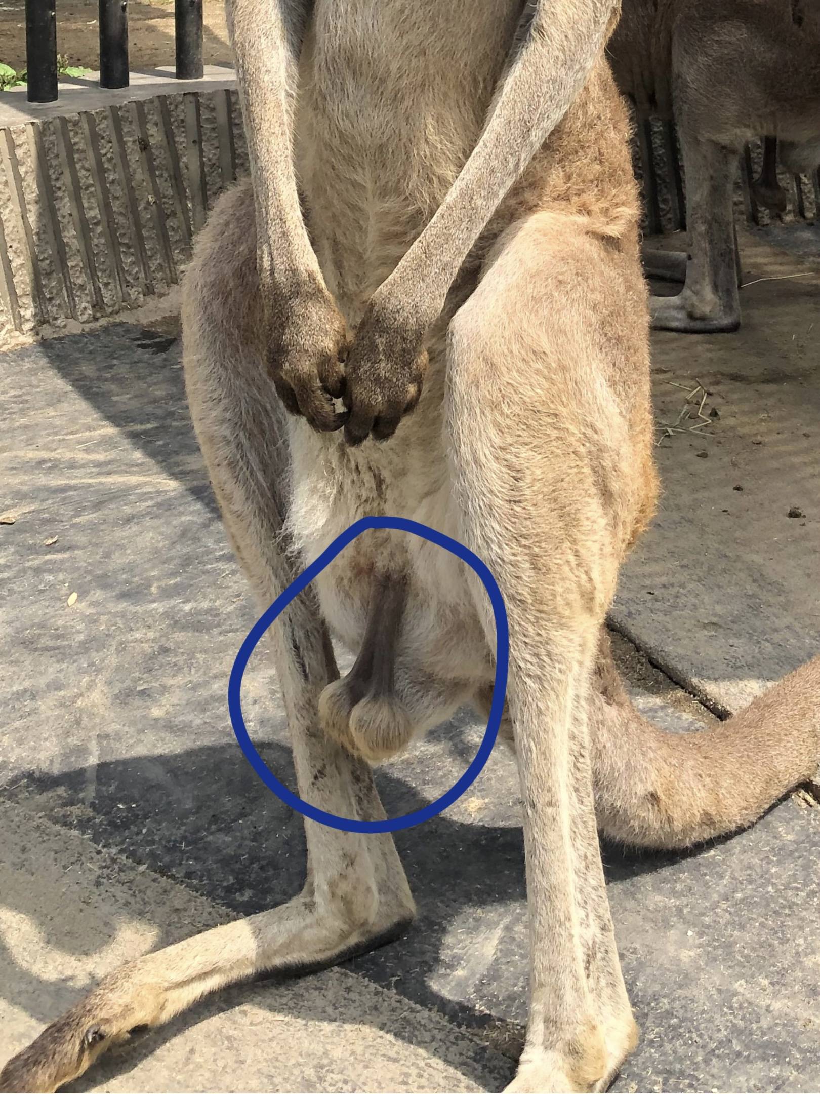 カンガルー幸袋