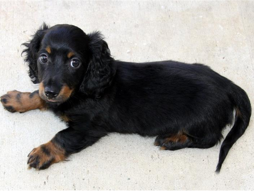 犬と犬しょっぴーしょぴぐらむ