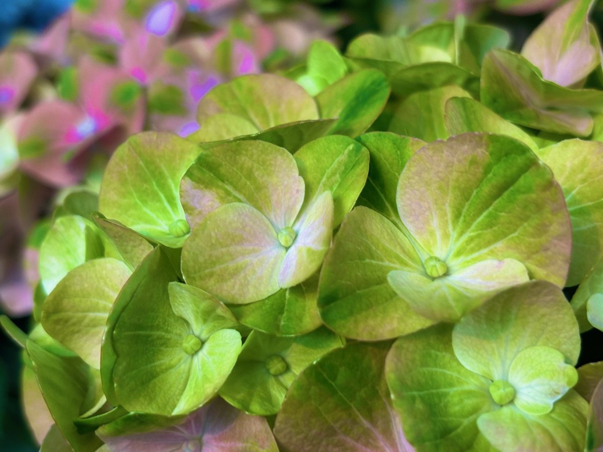 家族愛」の花言葉結婚式や母の日、父の日に贈りたい素敵なお花20選観葉植物・お花の通販 AND PLANTSアンドプランツ