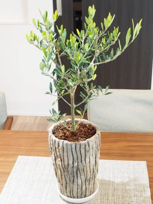 送料無料結婚証明書 ゲスト参加型 植樹の儀 植樹セレモニー オリーブの樹 記念樹 ウェディング 結婚式 ウェルカムスペース 結婚式準備 プレ花嫁結婚式演出 観葉植物 おしゃれ植樹の儀 - makusaku giftshopminne byGMOペパボ 国内最大級のハンドメイド・手作り