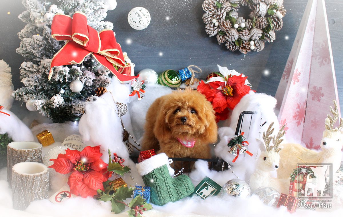 クリスマス撮影ブース♪おいぬさまな毎日