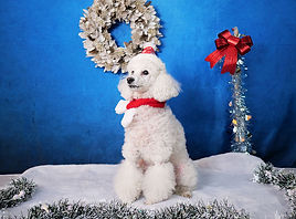 🐶🐶🎄.* 福と米ちゃんと クリスマスフォトブース🎅🏻❤️ 📍 @nine9roppongi 2匹はサンタさんにプレゼント何をお願いするのかな〜🤭マルプー福と米マルプーまるぷーコノコのアンバサダーミックス犬コノコのアンバサダーパピー子犬愛犬多頭飼い