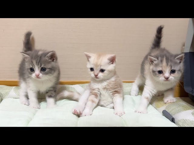 もちまる日記 Video