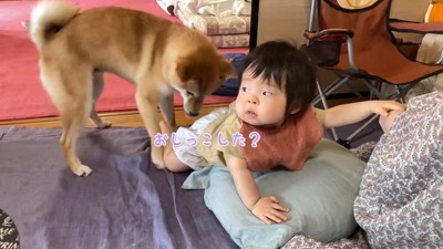 福ちゃん富くん飼い主の仕事や年収について！パパやママの年齢や本名などプロフィールを紹介世の中のいろんな謎解き