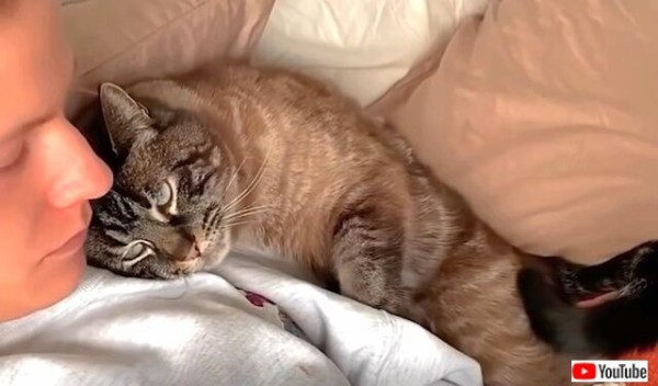 遊ぼうにゃ！飼い主さんの腕立て伏せを邪魔してラブラブしたいニャンコねこのきもちWEB MAGAZINE