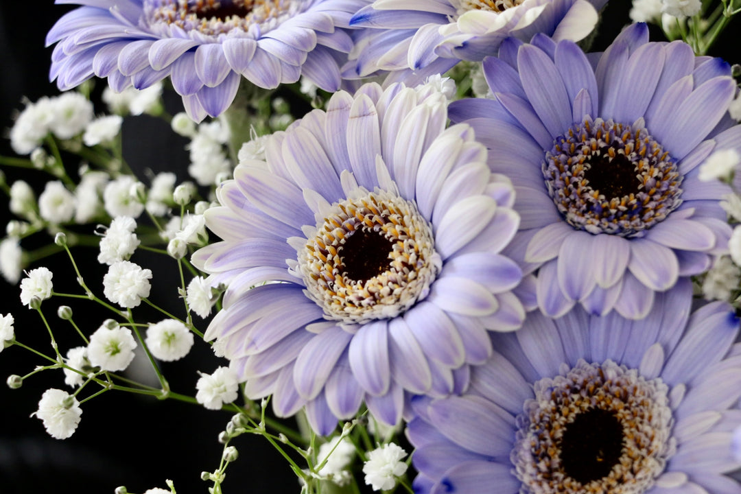 紫色のガーベラの花言葉本数別の意味やおすすめの組み合わせをご紹介します！ – 花・花束の通販サイトHanaTaku