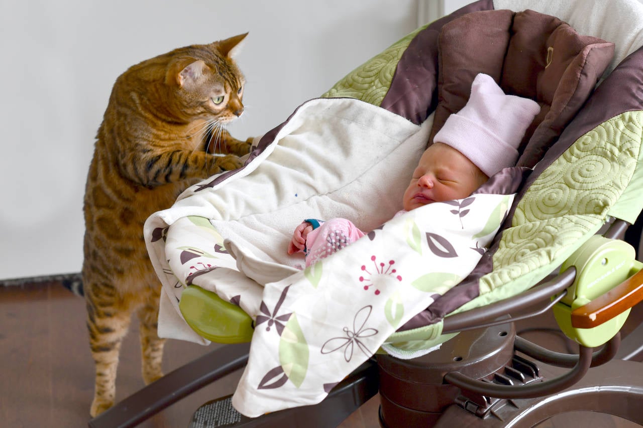 猫と赤ちゃんの同居を成功させるにはストレス対策が重要