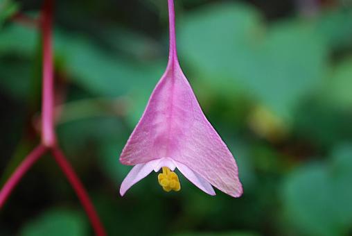 失恋の花言葉を持つ花たち14選。恋の終わりを意味する切ない花を季節別にご紹介folk