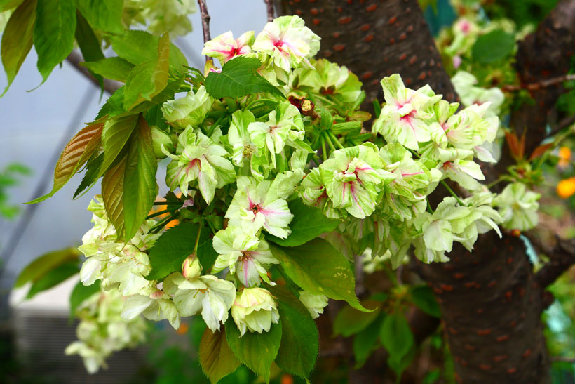 鴨居・鶴見川沿い 初の桜まつり開催へ 地元商店会らが企画緑区タウンニュース