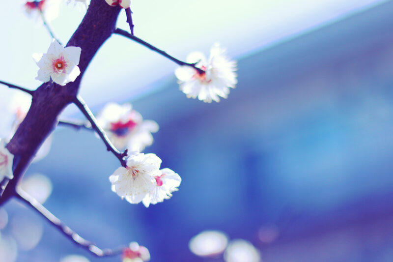 公立幼稚園入園式 主役 男の子 ・パパ・ママ・下の子の服装と持ち物 実際に行ってきた- 元塾講師のお金をかけない家庭塾