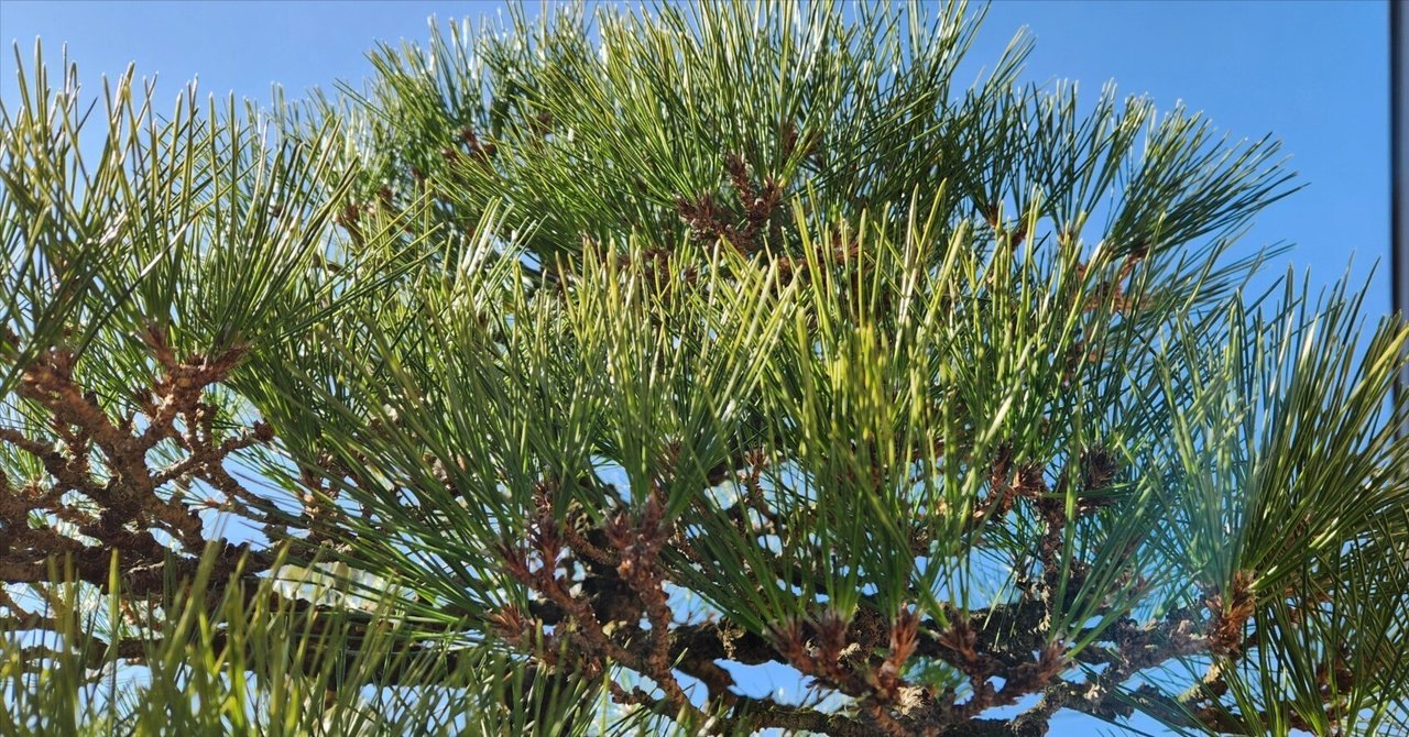 庭の手入れ業者・造園業者 料金・口コミで比較- ミツモア