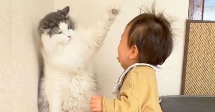 猫と赤ちゃんの優しい時間「可愛い可愛い妹ニャ!」と、少女を見守る5匹の保護猫たち : マランダ