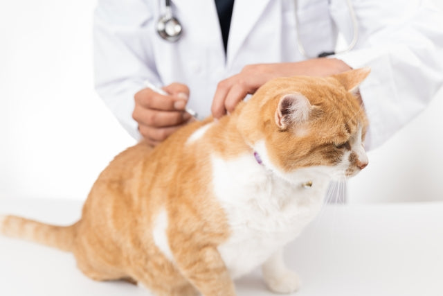 子育て中も「猫ファースト」 猫にストレスがないよう工夫したら赤ちゃんとの同居成功「犬や猫 ともっと幸せに」をコンセプトにしたWEBメディア「sippo」