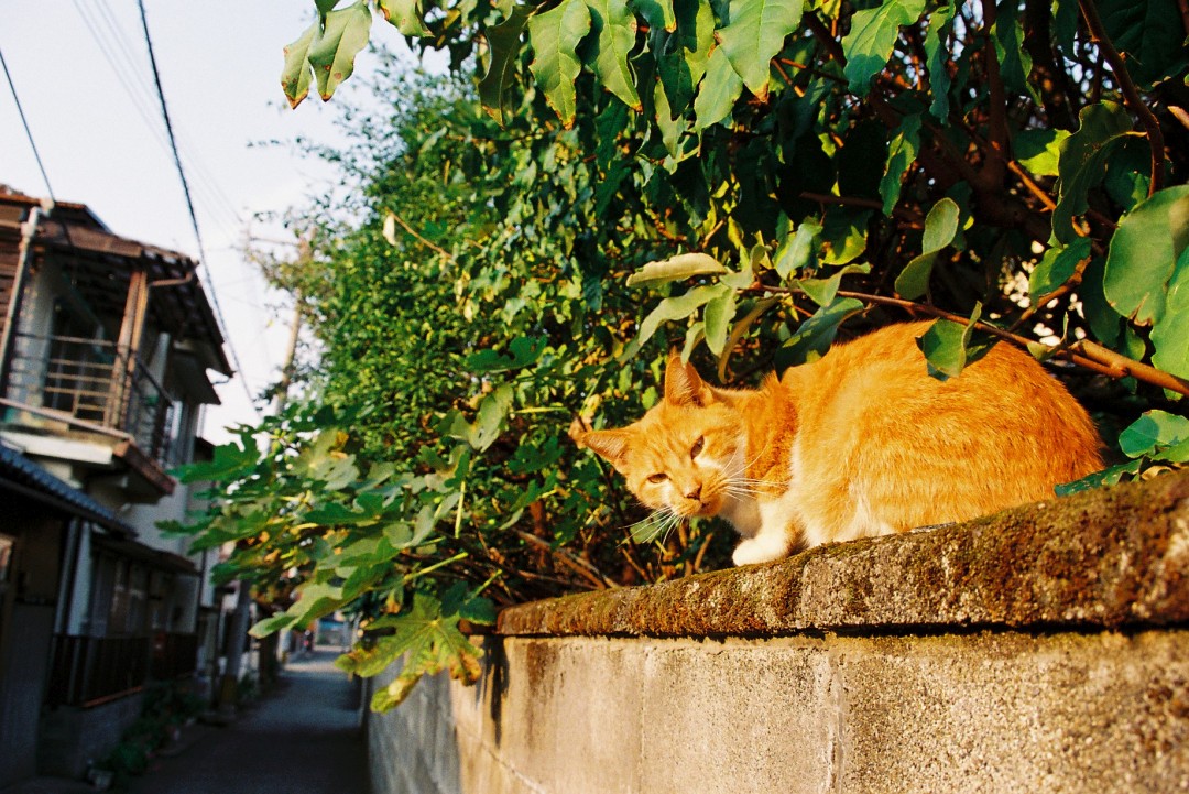 猫がキッチンに乗ってしまうことへの対策。我が家はこう考えます - 北のねこ暮らし