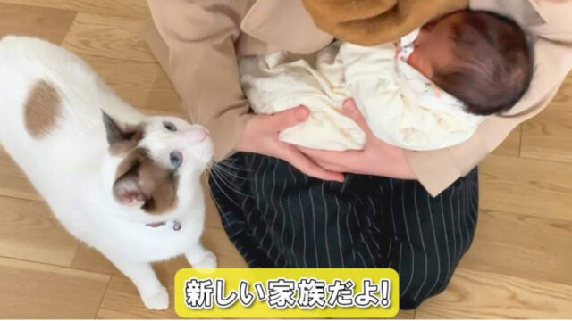 赤ちゃんにヤキモチを焼く愛猫 「妹なんだよ」と毎日語りかけたら、落ち着いていった「犬や猫 ともっと幸せに」をコンセプトにしたWEBメディア「sippo」