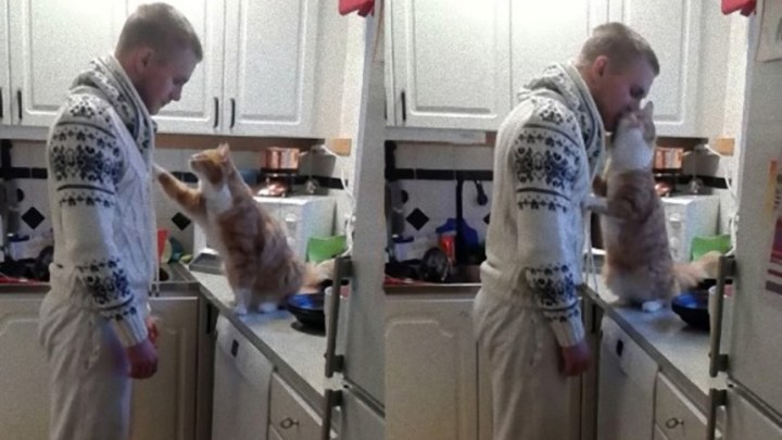 ネコ漫画 ずっと一緒だったのにいきなりの塩対応!?愛猫に翻弄される飼い主の姿に思わず共感！ 作者に聞く Fandomplus ファンダムプラス