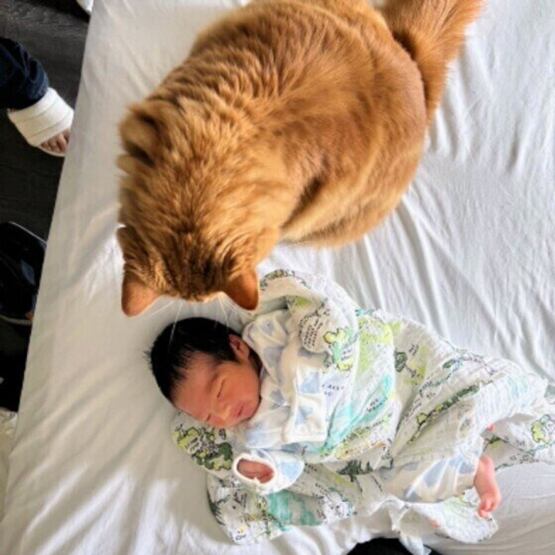 1歳の息子』が猫じゃらしをもって『猫と遊ぼうとした』結果 あまりにも尊い光景に「なんて素敵なんだ」「可愛いいい」と癒される人が続出 -ライブドアニュース