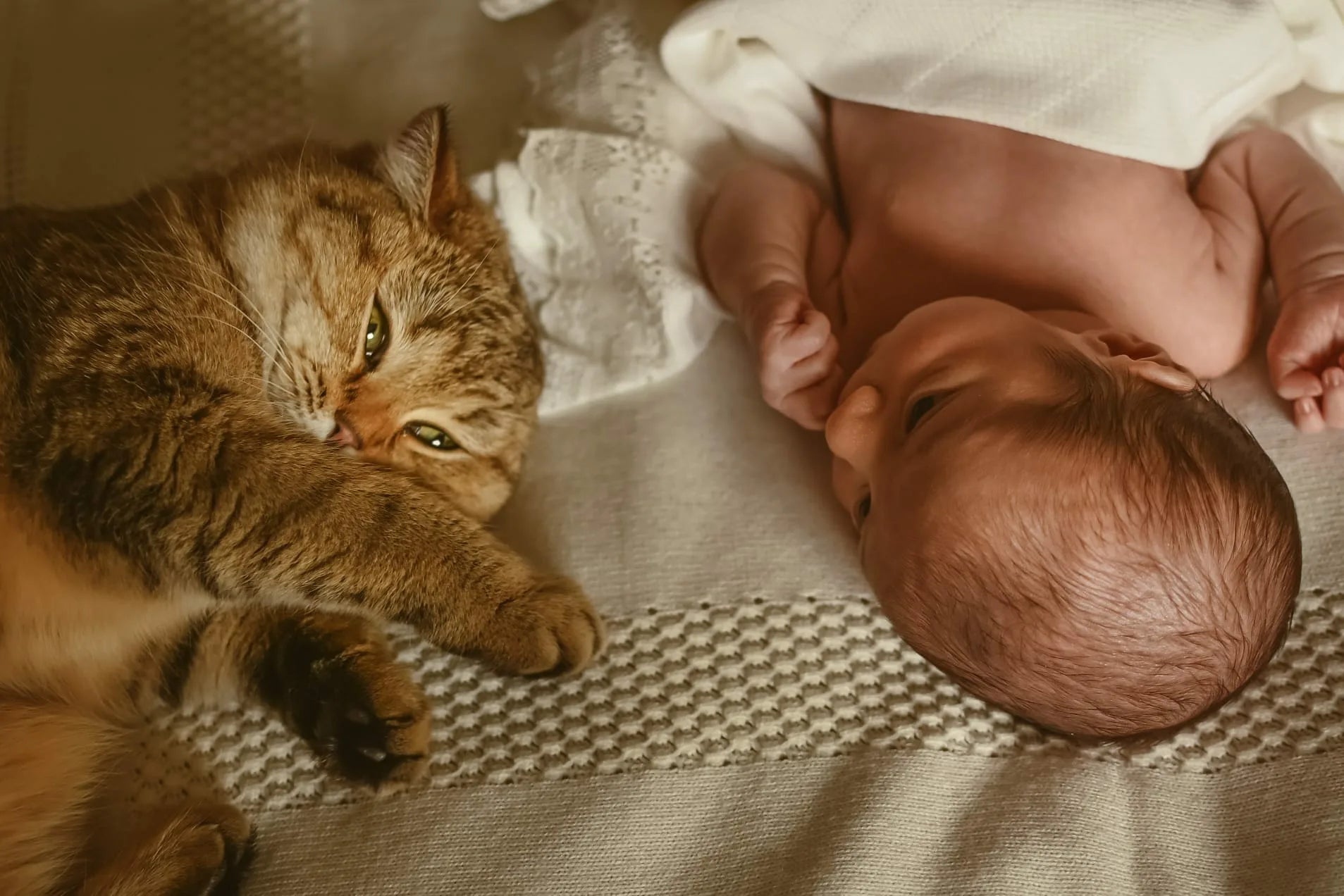 猫と赤ちゃんの同居は可能？我が家の例をご紹介します。 -匠本舗情報局 たくじょー！