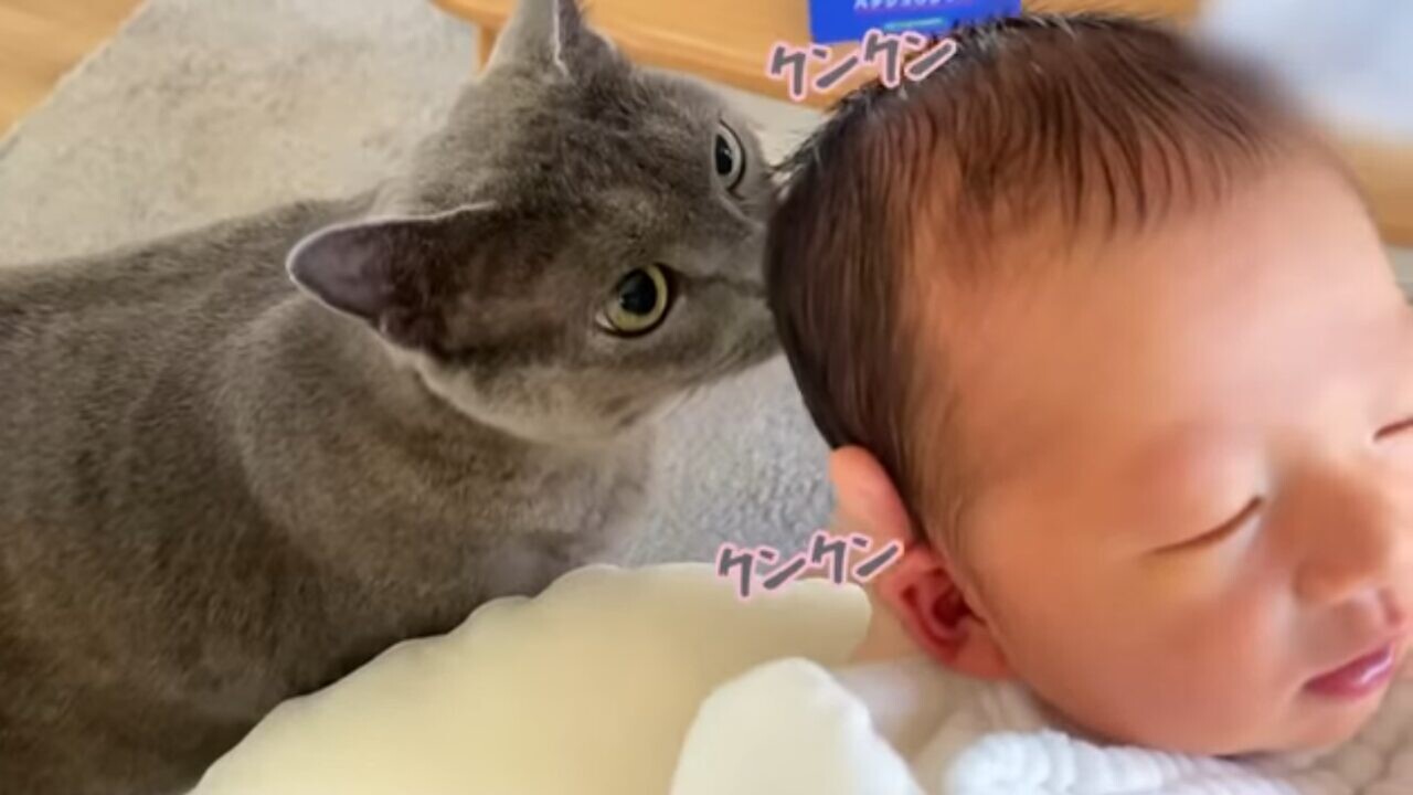 猫と赤ちゃん、ときどきオット 7 猫の優しさに甘えないネコアイランド猫専門のショッピングモール&情報サイト