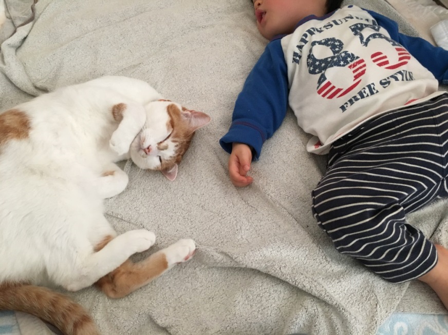 1歳の息子』が猫じゃらしをもって『猫と遊ぼうとした』結果 あまりにも尊い光景に「なんて素敵なんだ」「可愛いいい」と癒される人が続出Cubeニュース