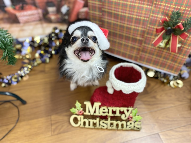 ♡12月のフォトブース♡青山ケンネル